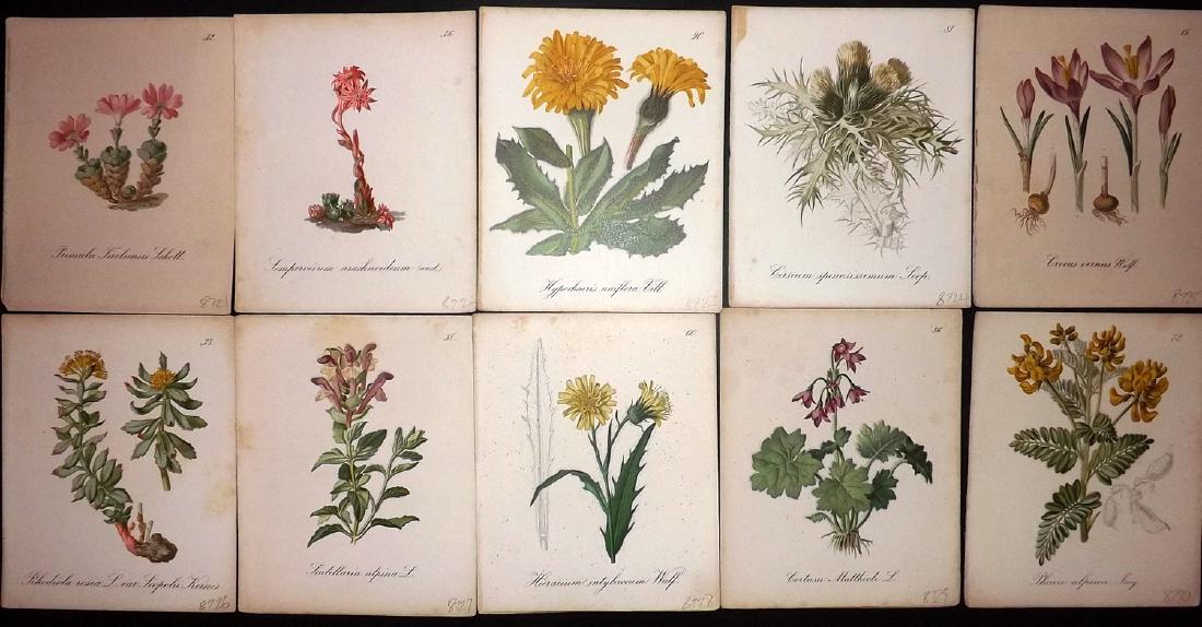 Seboth & Graf 1879 Lot of 10 Botanical Prints: Chromolithographs Published 1879, Prague for "Die Alpenpflanzen nach der Natur gemalt" by Joseph Seboth & Ferdinand Graf. Paper Size: 6.5 x 5.5 inch (16.5 x 14cm) Good Condition