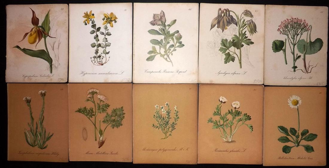 Seboth & Graf 1879 Lot of 10 Botanical Prints: Chromolithographs Published 1879, Prague for "Die Alpenpflanzen nach der Natur gemalt" by Joseph Seboth & Ferdinand Graf. Paper Size: 6.5 x 5.5 inch (16.5 x 14cm) Good Condition