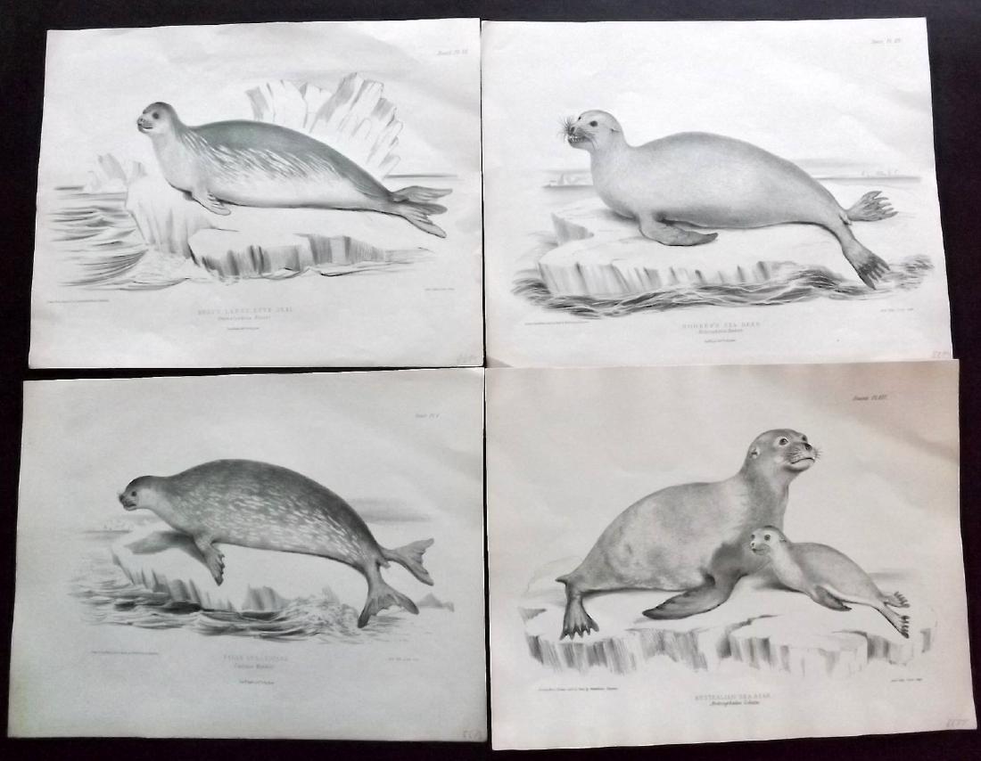 Gray & Richardson 1844 Lot of 4 Rare Prints of Seals (1 of 2)
