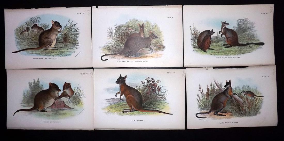 Lloyds's 1897 Lot of 7 Australia. Wallaby, Rat Kangaroo: Chromolithographs Published 1894-97, London for "Lloyds's Natural History..." Edited by R. Bowdler Sharpe, W. F. Kirby, H. O. Forbes, R. Lydekker, and W. R. Olive-Grant. Illustrated after Keulemans, G