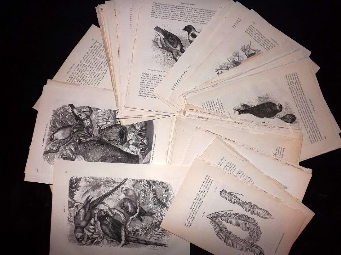 Natural History, Birds, Botanical 19th Century Lot of: Lot of 170 Illustrated Sheets, Wood Engravings. Incl Natural History, Birds and Botanical. Examples by Lloyds, Cassell's Book of Birds, Lowe Ferns, Britten Ferns, and Wright's Fruit Growers Guide. All
