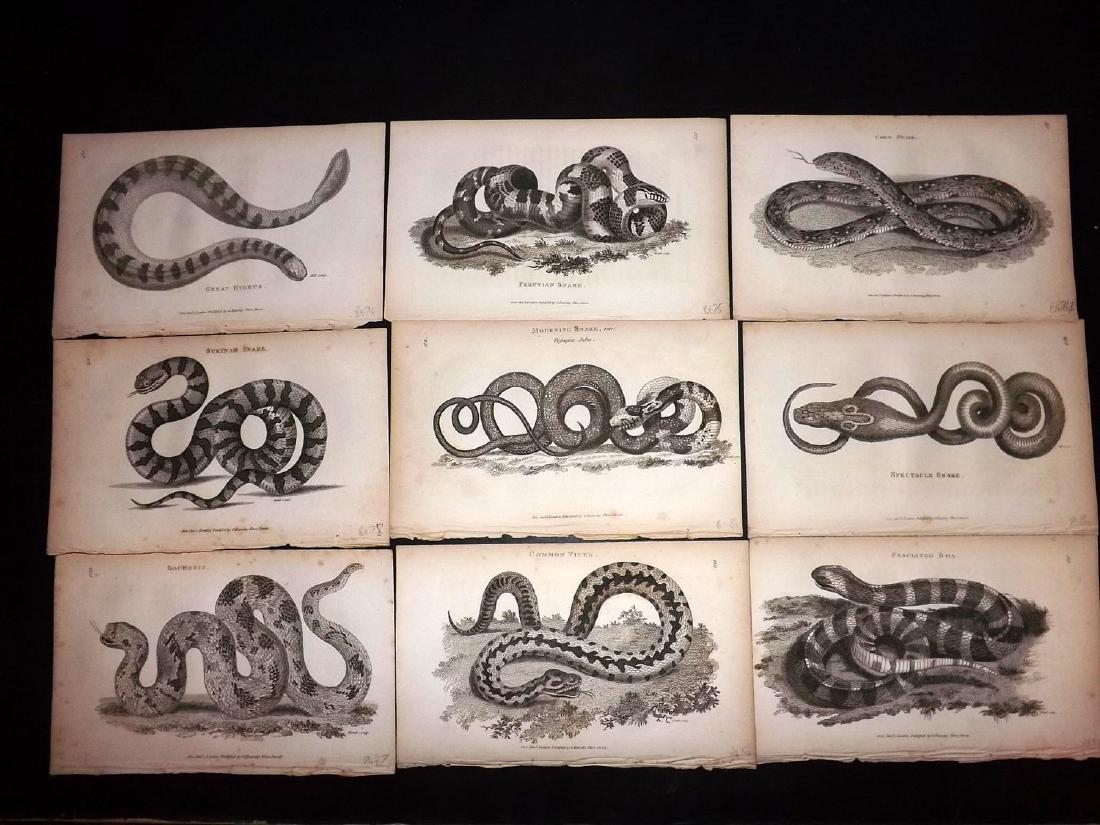 Shaw, George 1816 Lot of 13 Prints. Snakes (1 of 2)