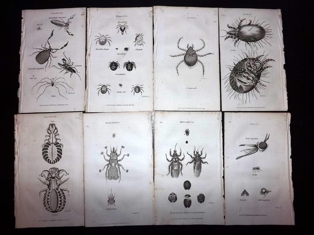 Shaw, George 1816 Lot of 15 Prints. Insects: Copper Plates Published 1800-26 by G.Kearsley, London for "General Zoology or Systematic Natural History" by George Shaw. Paper Size: 9.5 x 6.5 inch (24 x 16.5cm) Minor background toning. Good Conditi