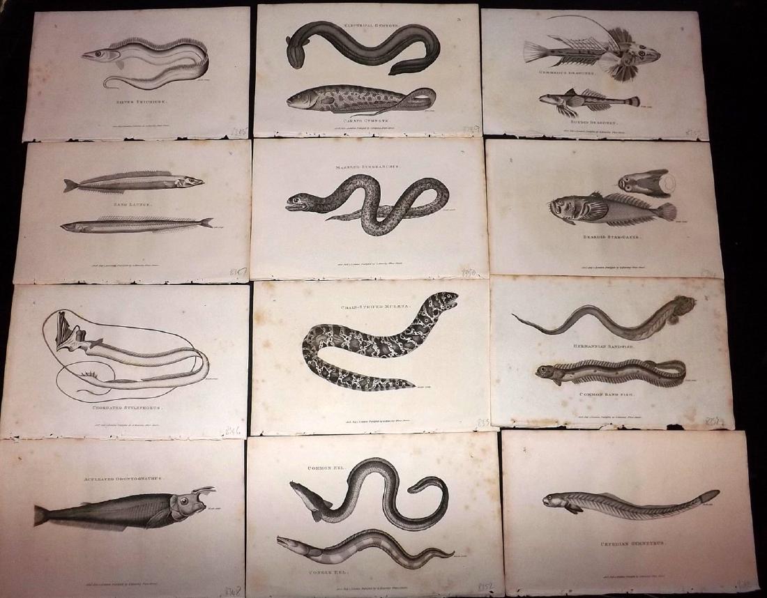 Shaw, George 1816 Lot of 20 Prints. Fish: Copper Plates Published 1800-26 by G.Kearsley, London for "General Zoology or Systematic Natural History" by George Shaw. Paper Size: 9.5 x 6.5 inch (24 x 16.5cm) Minor background toning. Good Conditi