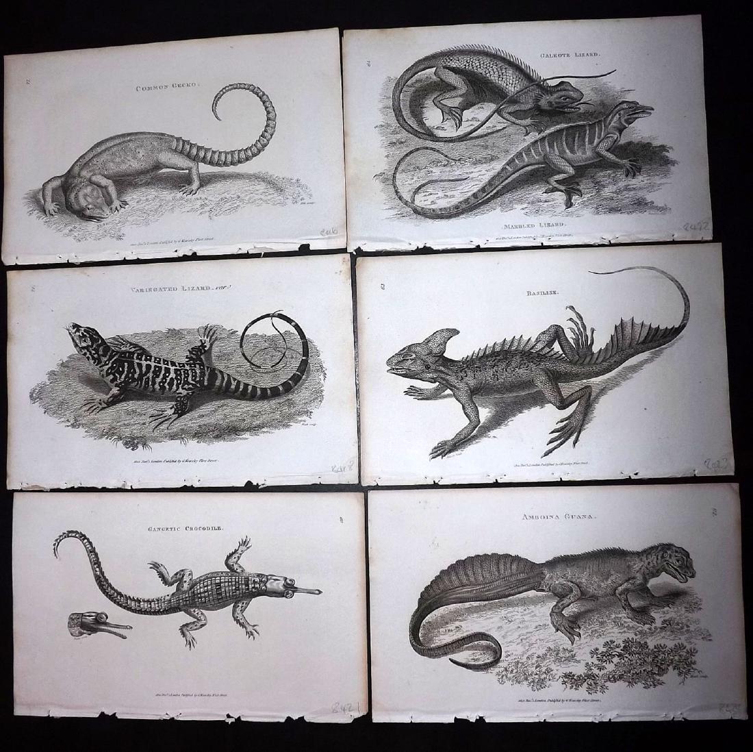 Shaw, George 1816 Lot of 8 Prints. Lizard: Copper Plates Published 1800-26 by G.Kearsley, London for "General Zoology or Systematic Natural History" by George Shaw. Paper Size: 9.5 x 6.5 inch (24 x 16.5cm) Minor background toning. Good Conditi