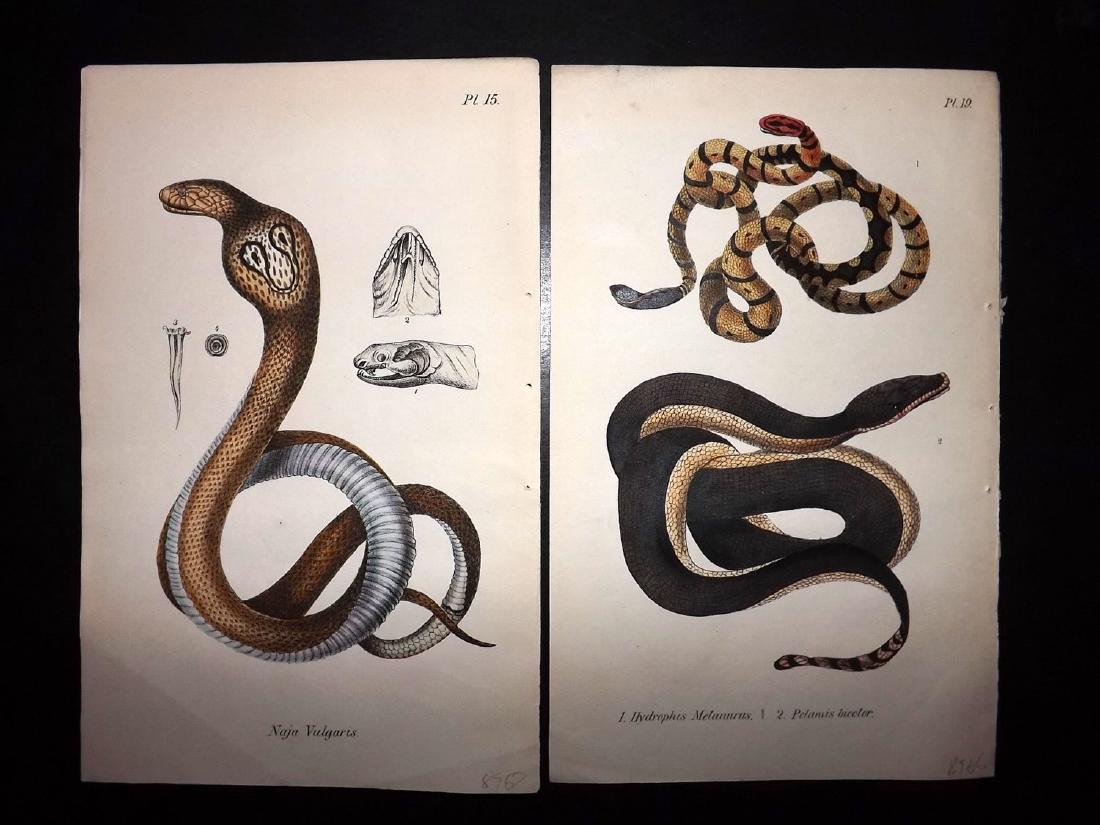 Stephenson, John 1838 Pair of Scarce HC Snake Prints (1 of 2)