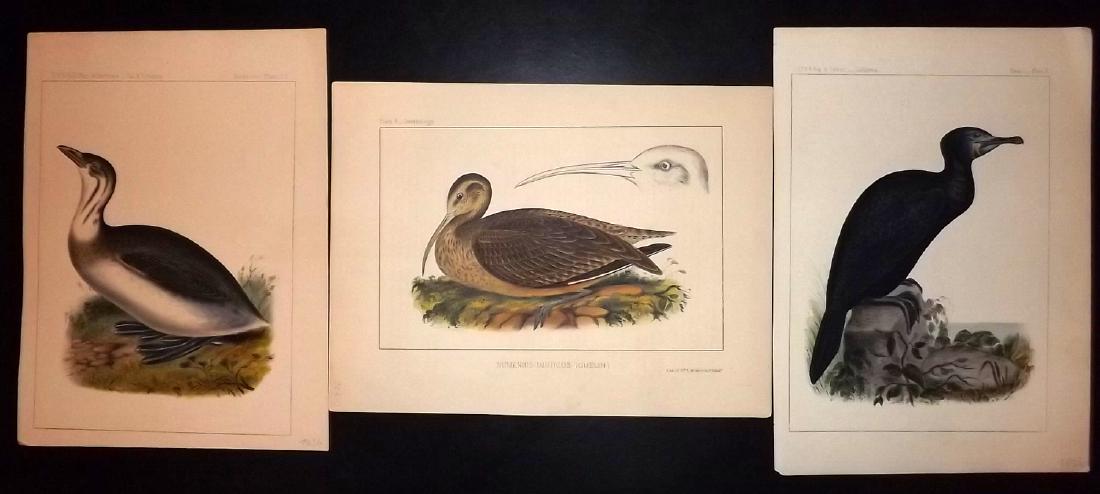 Cassin, John 1860 Group of 3 Hand Col USA Bird Prints (1 of 2)