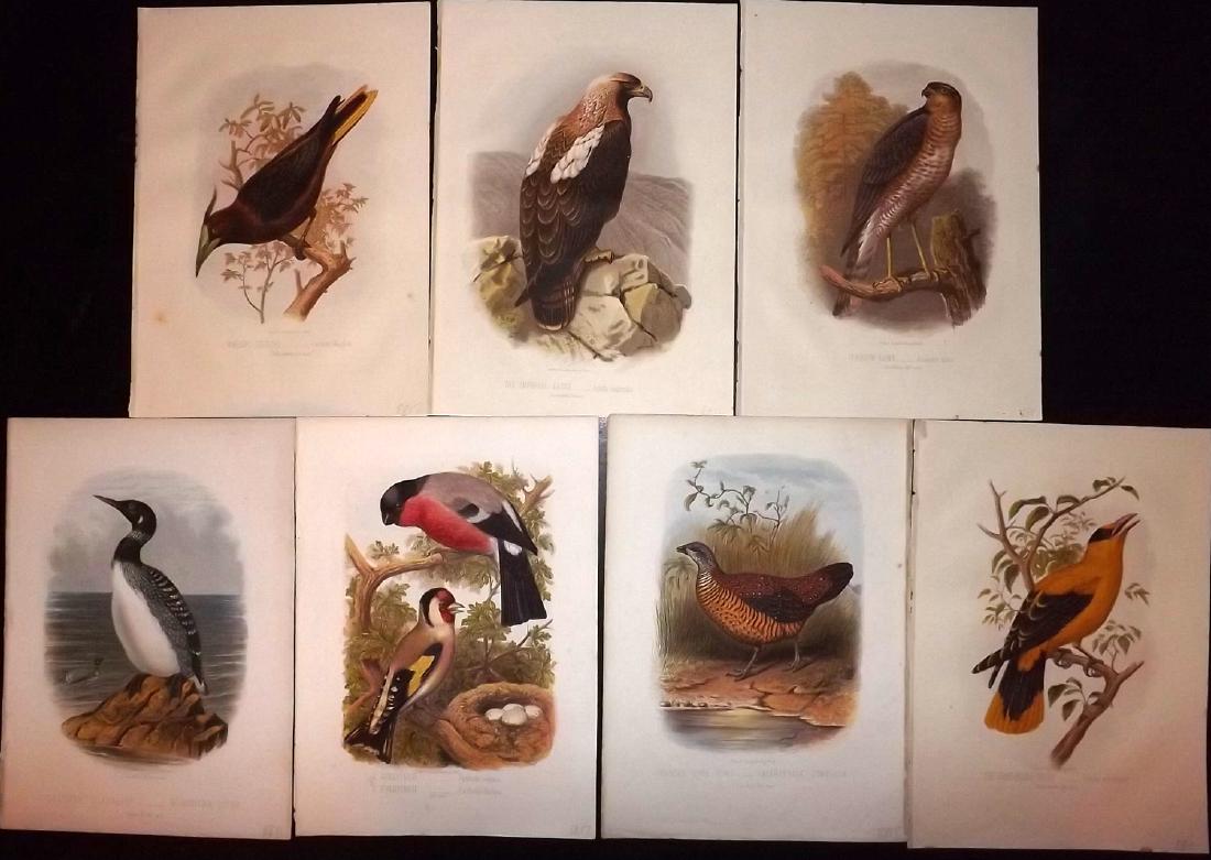 Jones, Thomas Rymer 1869 Lot of 7 Bird Prints (1 of 2)