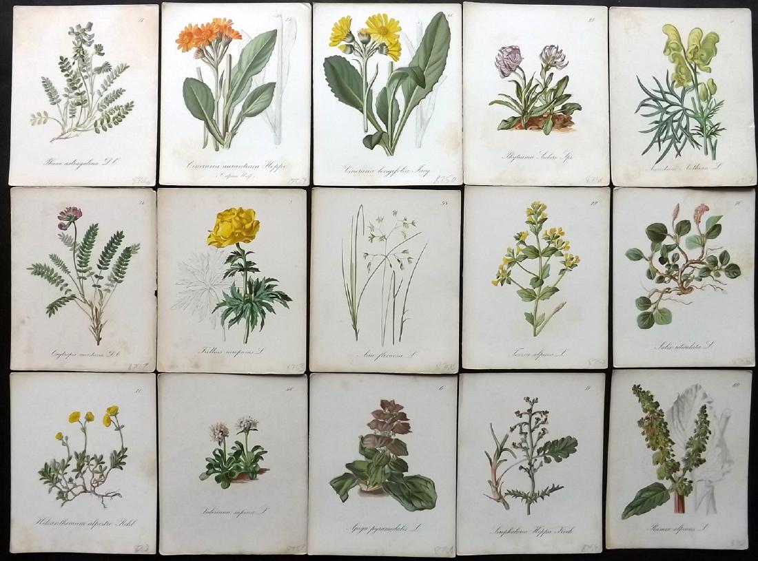 Seboth & Graf 1879 Lot of 15 Botanical Prints: Chromolithographs Published 1879, Prague for "Die Alpenpflanzen nach der Natur gemalt" by Joseph Seboth & Ferdinand Graf. Paper Size: 6.5 x 5.5 inch (16.5 x 14cm) Some background toning, otherwise fin
