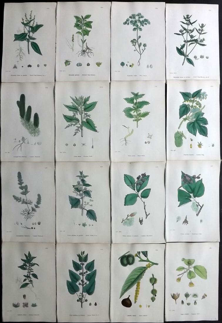 Sowerby, James 1902 Lot of 16 HCol Botanical Prints (1 of 2)