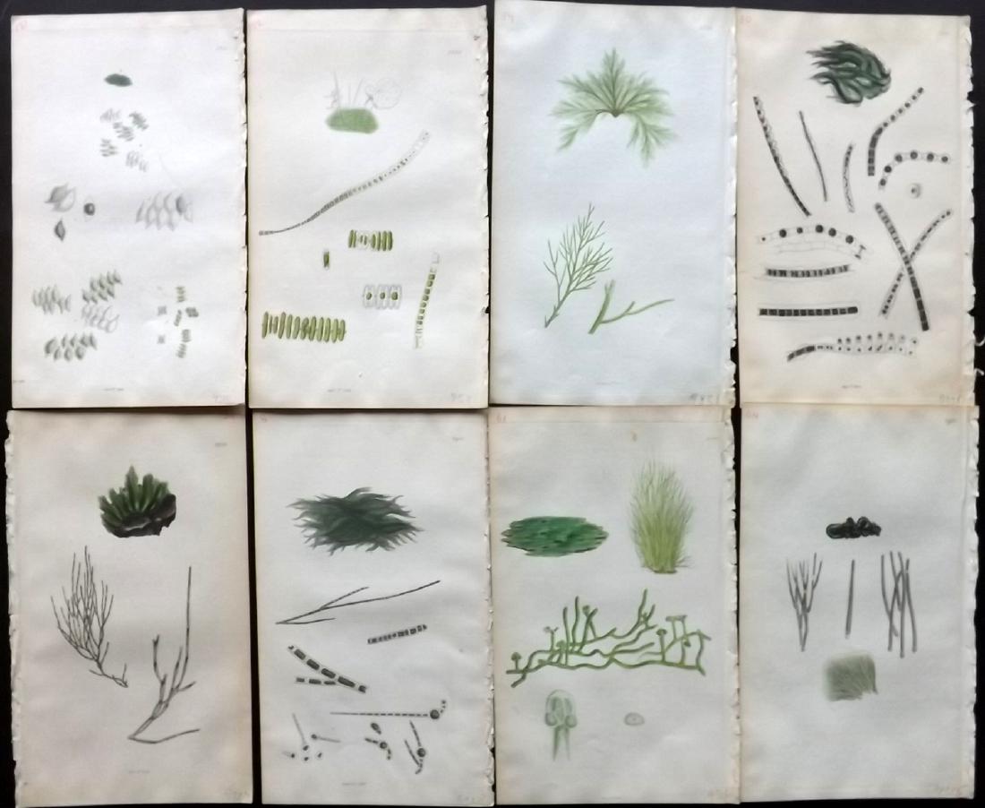 Sowerby, James C1840 Lot 8 HC Botanicals. Algae Seaweed: Hand Coloured Etchings Published 1832-54, London for "English Botany; or, Coloured Figures of British Plants..." Second Edition by James Sowerby and Edward Smith. Paper Size: 9 x 5.5 inch (23 x 14cm) 