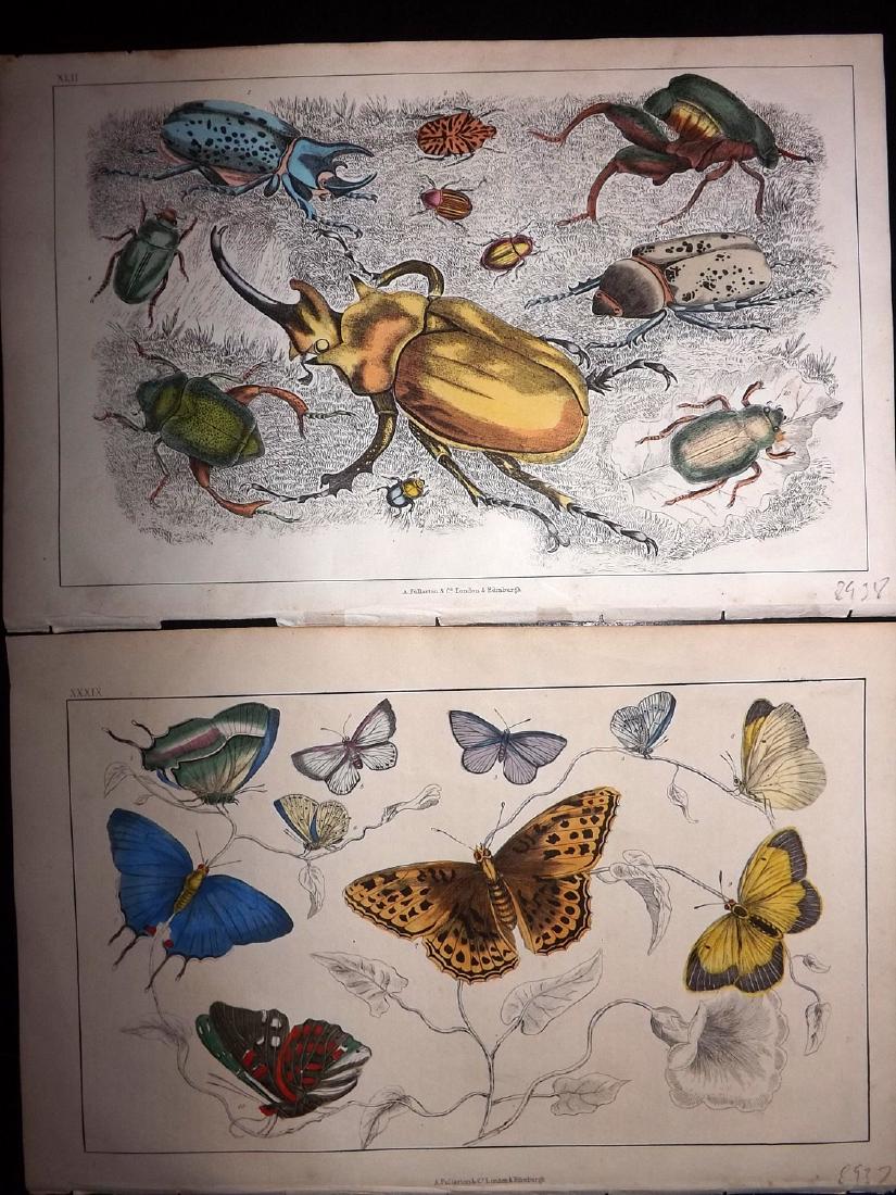 Goldsmith, Oliver 1851 Pair HC Prints. Butterfly Beetle: Hand Coloured Etching/Engravings Published 1851 by A. Fullarton & Co., London for "A History of the Earth and Animated Nature" by Oliver Goldsmith. Paper Size: 10 x 6 inch (25 x 16cm) Good Condition o