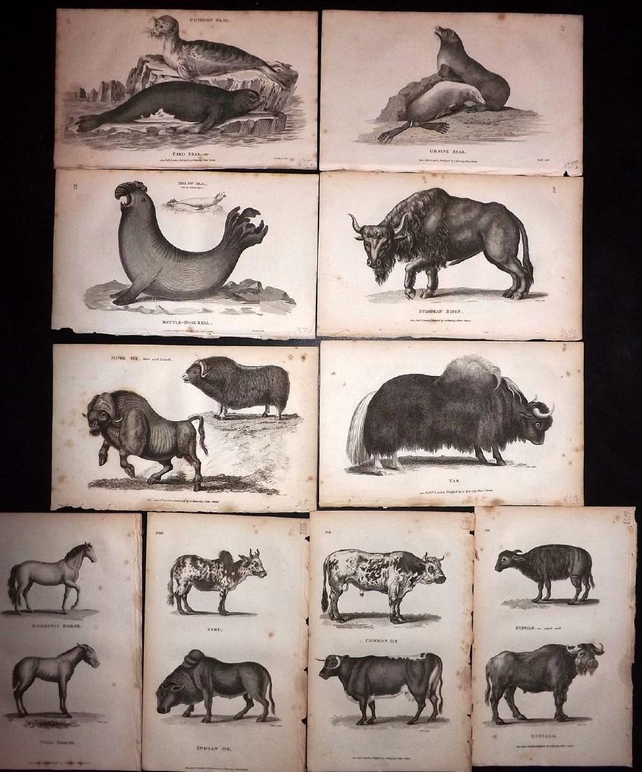 Shaw, George 1816 Lot of 10 Prints. Mammals: Copper Plates Published 1800-26 by G.Kearsley, London for "General Zoology or Systematic Natural History" by George Shaw. Paper Size: 9.5 x 6.5 inch (24 x 16.5cm) Minor background toning. Good Conditi