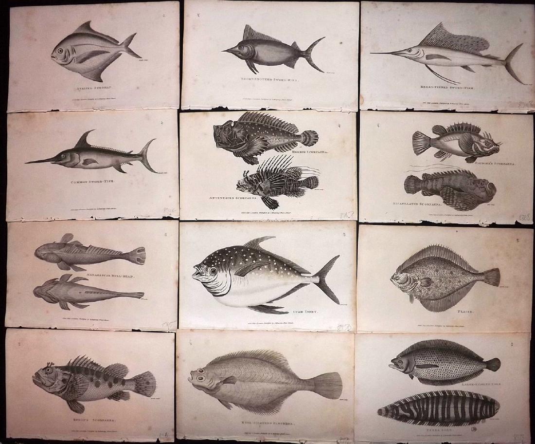 Shaw, George 1816 Lot of 12 Prints. Fish (1 of 2)