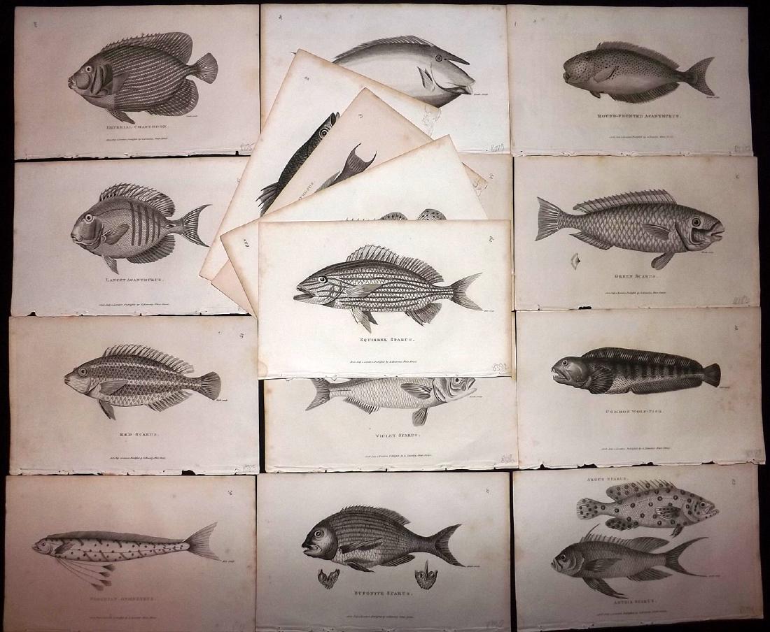 Shaw, George 1816 Lot of 16 Prints. Fish (1 of 2)