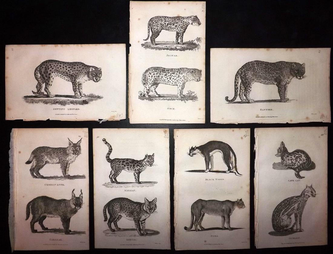 Shaw, George 1816 Lot of 7 Prints. Big Cats: Copper Plates Published 1800-26 by G.Kearsley, London for "General Zoology or Systematic Natural History" by George Shaw. Paper Size: 9.5 x 6.5 inch (24 x 16.5cm) Minor background toning. Good Conditi