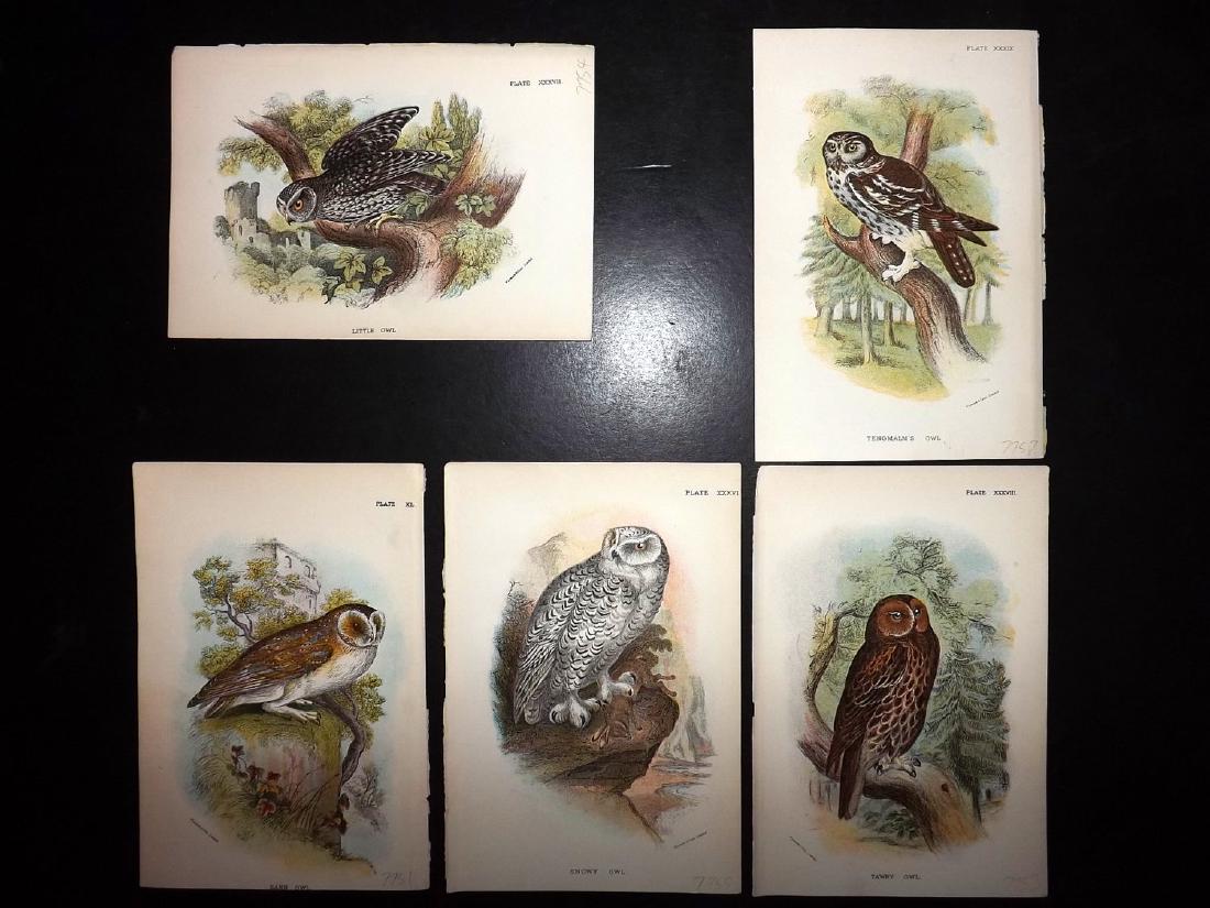 Lloyds's 1897 Lot of 5 Antique Bird Prints. Owls (1 of 2)