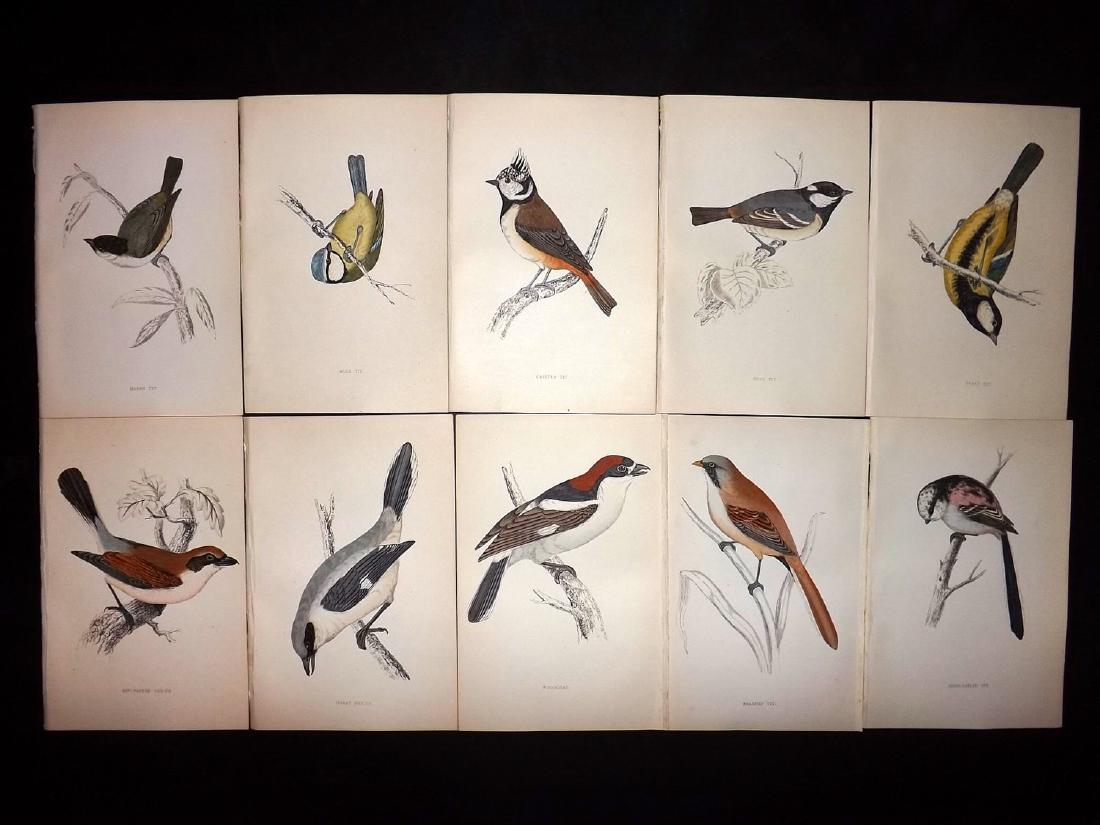 Morris, Francis 1867 Lot of 10 Hand Col Bird Prints: Woodblocks Published 1863-67, London for "A History of British Birds" by the Rev. F. O. Morris. Printed in colours and finished by Benjamin Fawcett. Paper Size: 7.5 x 5 inch (19 x 14cm) Good Condition