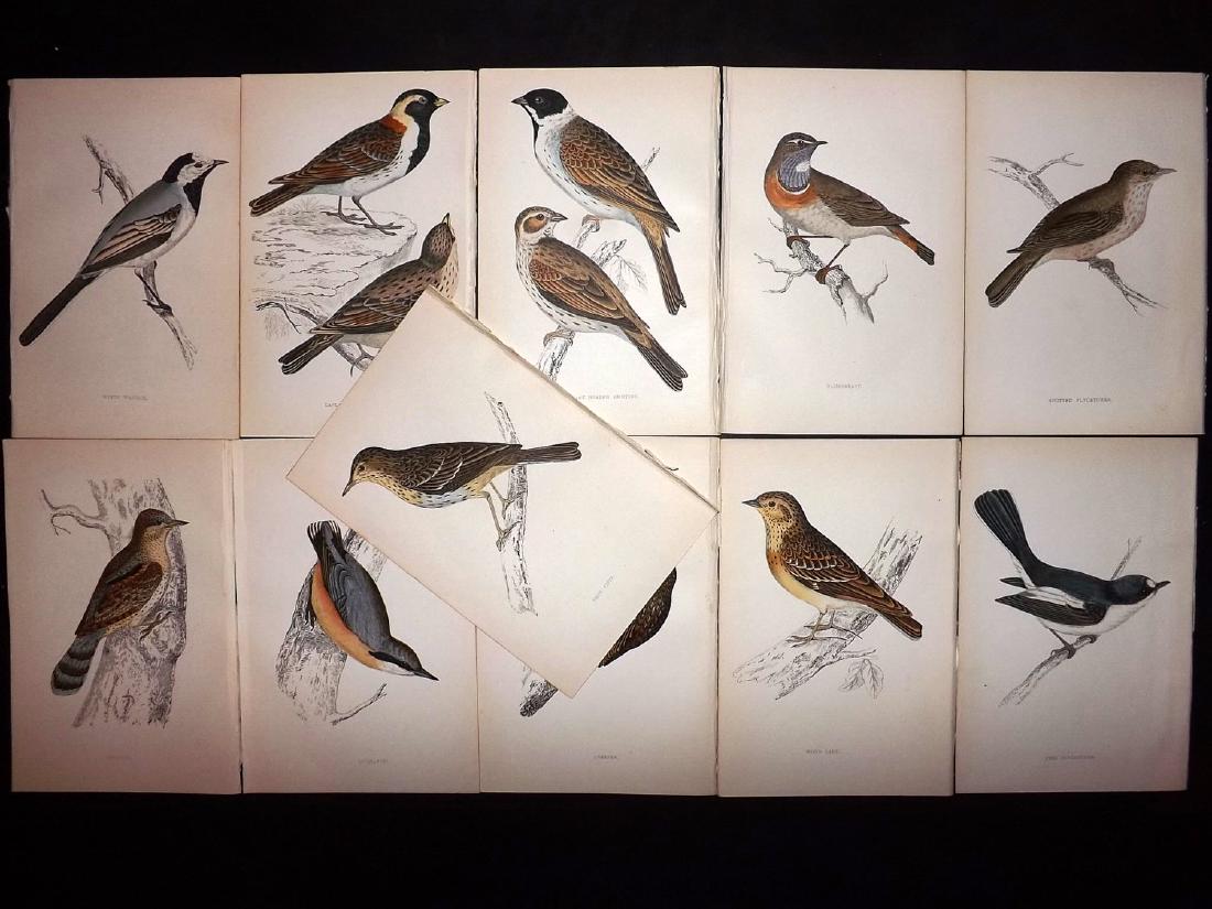 Morris, Francis 1867 Lot of 11 Hand Col Bird Prints: Woodblocks Published 1863-67, London for "A History of British Birds" by the Rev. F. O. Morris. Printed in colours and finished by Benjamin Fawcett. Paper Size: 7.5 x 5 inch (19 x 14cm) Good Condition