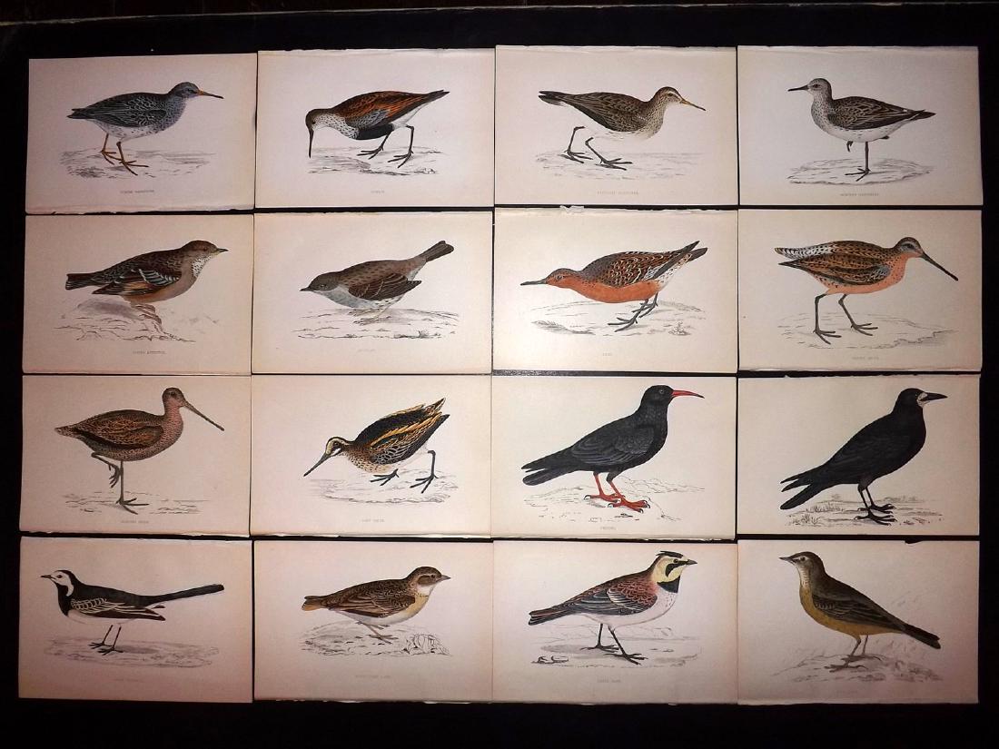 Morris, Francis 1867 Lot of 16 Hand Col Bird Prints: Woodblocks Published 1863-67, London for "A History of British Birds" by the Rev. F. O. Morris. Printed in colours and finished by Benjamin Fawcett. Paper Size: 7.5 x 5 inch (19 x 14cm) Good Condition