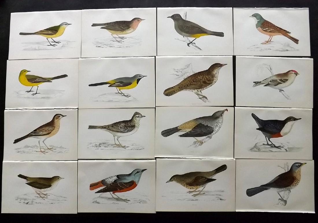 Morris, Francis 1867 Lot of 19 Hand Col Bird Prints: Woodblocks Published 1863-67, London for "A History of British Birds" by the Rev. F. O. Morris. Printed in colours and finished by Benjamin Fawcett. Paper Size: 7.5 x 5 inch (19 x 14cm) Good Condition