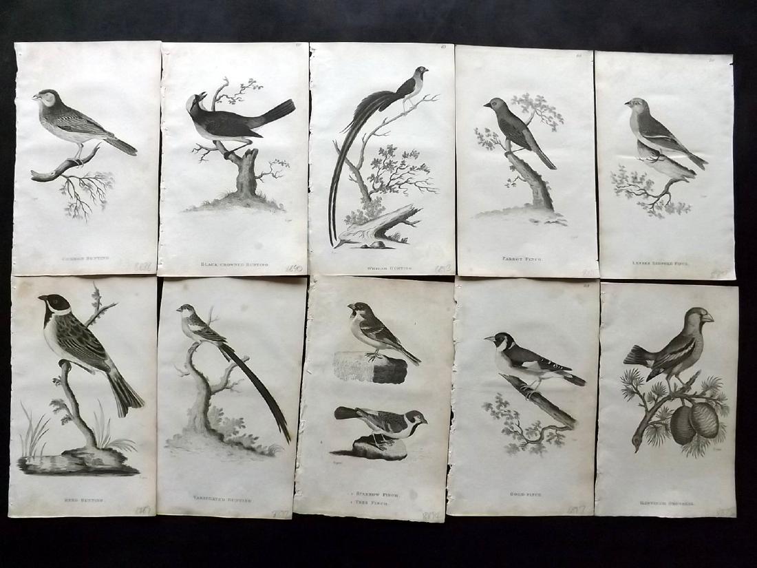 Shaw, George 1816 Lot of 26 Antique Bird Prints: Copper Plates Published 1800-26 by G.Kearsley, London for "General Zoology or Systematic Natural History" by George Shaw. Paper Size: 9.5 x 6.5 inch (24 x 16.5cm) Minor background toning, otherwise fi