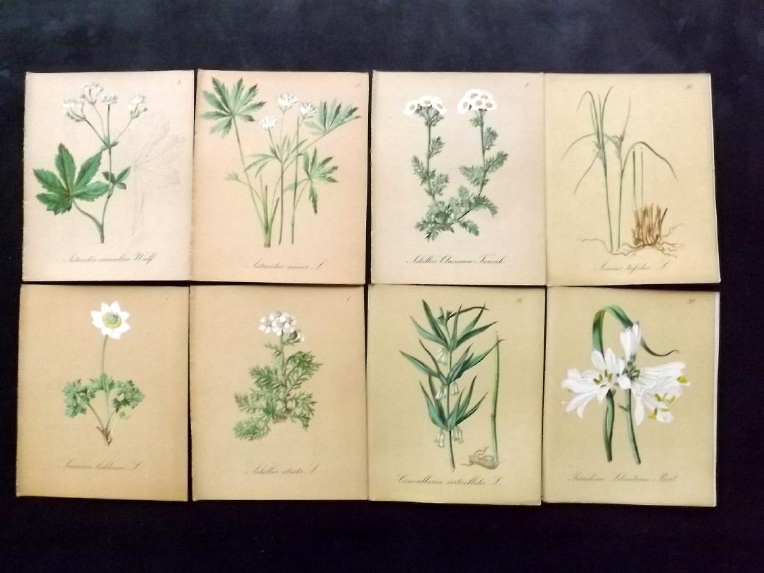 Seboth & Graf 1884 Lot of 12 Botanical Prints: Chromolithographs Published 1879-84, London for "Alpine Plants.." English Edition by Joseph Seboth & Ferdinand Graf. Edited by Alfred W. Bennett. Paper Size: 6.5 x 5 inch (16.5 x 13cm) Good Condition
