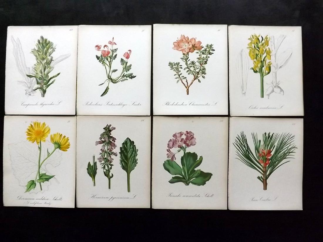 Seboth & Graf 1884 Lot of 15 Botanical Prints: Chromolithographs Published 1879-84, London for "Alpine Plants.." English Edition by Joseph Seboth & Ferdinand Graf. Edited by Alfred W. Bennett. Paper Size: 6.5 x 5 inch (16.5 x 13cm) Good Condition