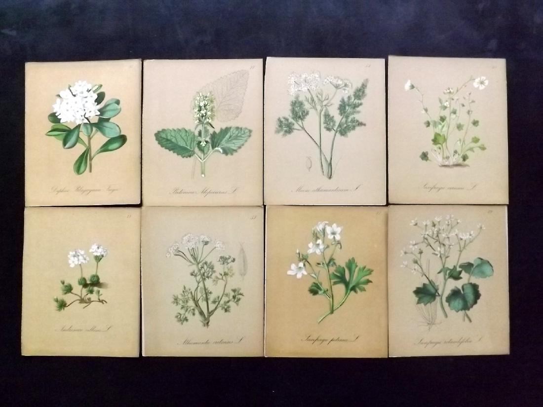 Seboth & Graf 1884 Lot of 16 Botanical Prints: Chromolithographs Published 1879-84, London for "Alpine Plants.." English Edition by Joseph Seboth & Ferdinand Graf. Edited by Alfred W. Bennett. Paper Size: 6.5 x 5 inch (16.5 x 13cm) Good Condition