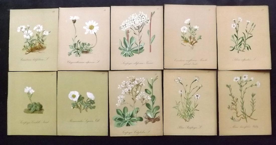 Seboth & Graf 1884 Lot of 18 Botanical Prints: Chromolithographs Published 1879-84, London for "Alpine Plants.." English Edition by Joseph Seboth & Ferdinand Graf. Edited by Alfred W. Bennett. Paper Size: 6.5 x 5 inch (16.5 x 13cm) Good Condition