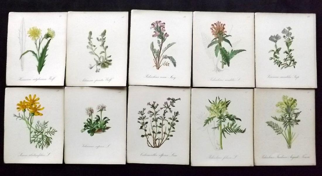 Seboth & Graf 1884 Lot of 20 Botanical Prints: Chromolithographs Published 1879-84, London for "Alpine Plants.." English Edition by Joseph Seboth & Ferdinand Graf. Edited by Alfred W. Bennett. Paper Size: 6.5 x 5 inch (16.5 x 13cm) Background spot