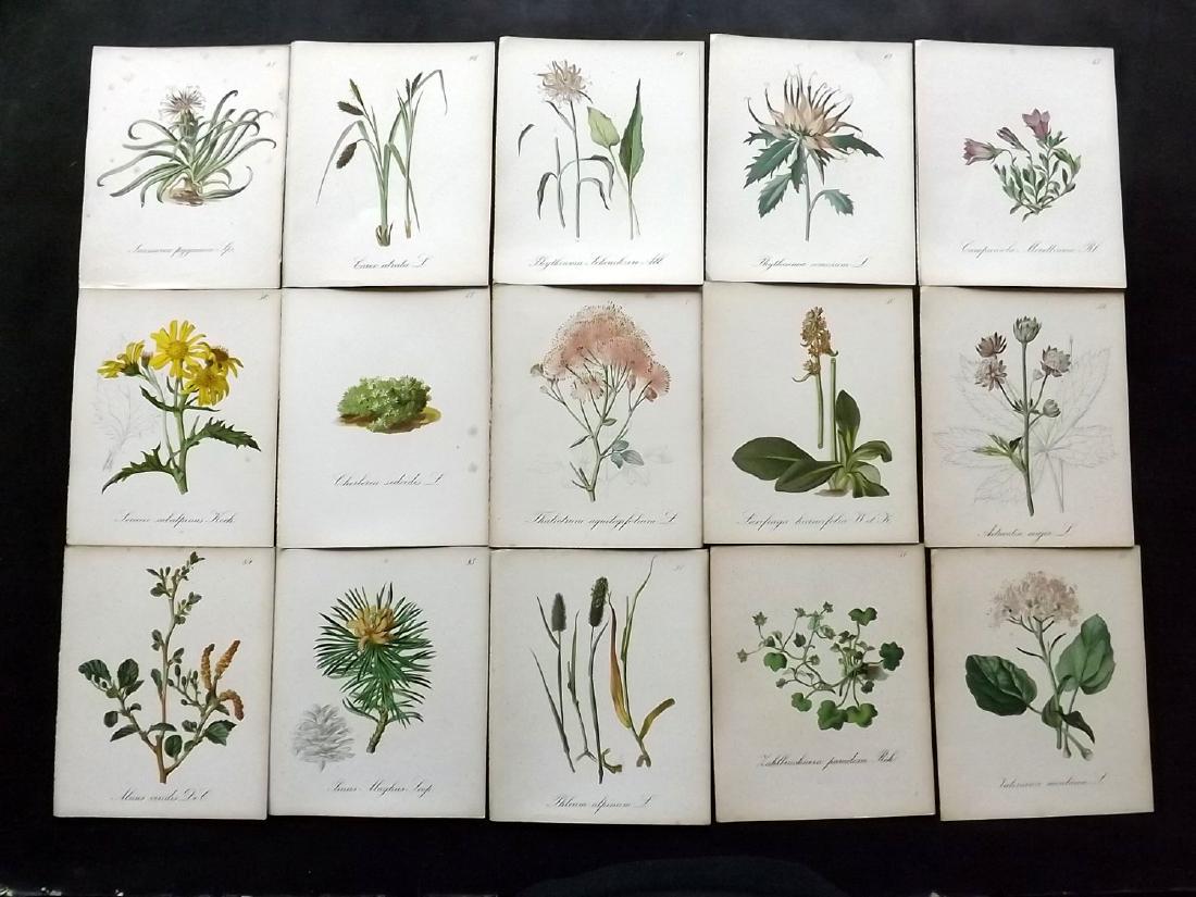 Seboth & Graf 1884 Lot of 40 Botanical Prints: Chromolithographs Published 1879-84, London for "Alpine Plants.." English Edition by Joseph Seboth & Ferdinand Graf. Edited by Alfred W. Bennett. Paper Size: 6.5 x 5 inch (16.5 x 13cm) Background spot