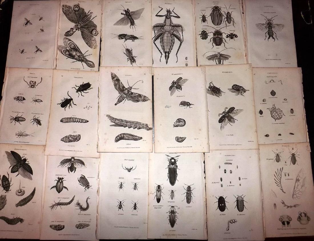 Shaw, George 1816 Lot of 20 Prints. Insects: Copper Plates Published 1800-26 by G.Kearsley, London for "General Zoology or Systematic Natural History" by George Shaw. Paper Size: 9.5 x 6.5 inch (24 x 16.5cm) Minor background toning. Good Conditi