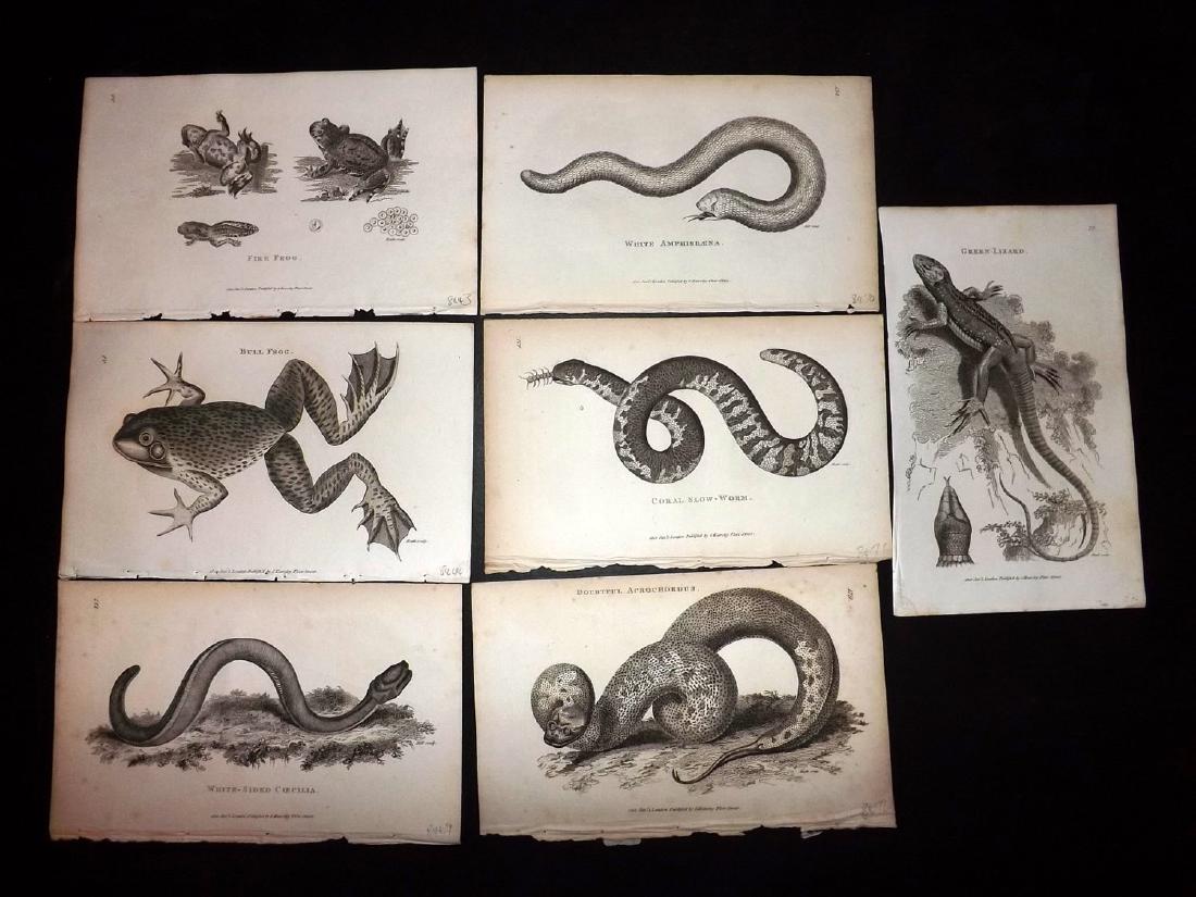 Shaw, George 1816 Lot of 7 Prints. Reptiles: Copper Plates Published 1800-26 by G.Kearsley, London for "General Zoology or Systematic Natural History" by George Shaw. Paper Size: 9.5 x 6.5 inch (24 x 16.5cm) Minor background toning. Good Conditi