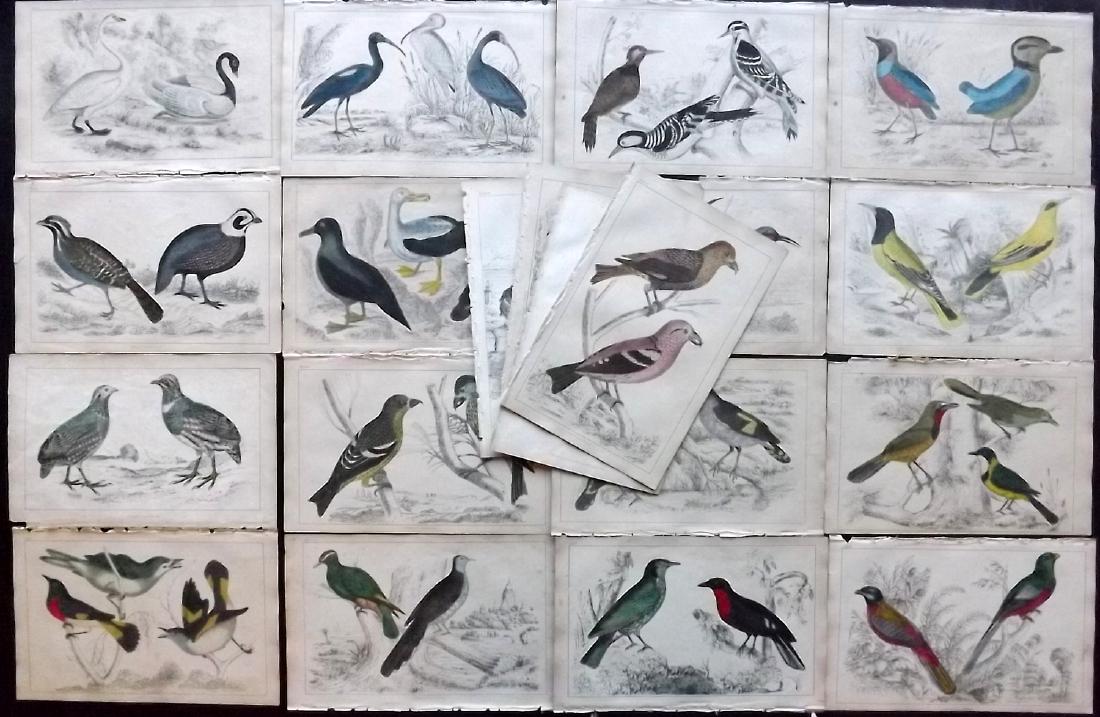 Goldsmith, Oliver 1855 Lot of 20 Hand Col Bird Prints (1 of 2)