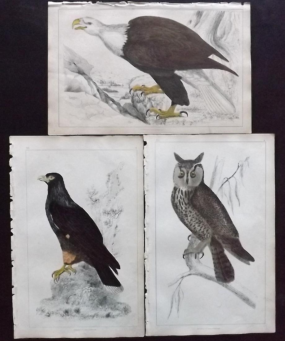 Goldsmith, Oliver 1855 Lot of 3. Owl, Eagle: Hand Coloured Etching/Engravings Published 1855 by A. Fullarton & Co., London for "A History of the Earth and Animated Nature" by Oliver Goldsmith. Paper Size: 10 x 6 inch (25 x 16cm) Good Condition