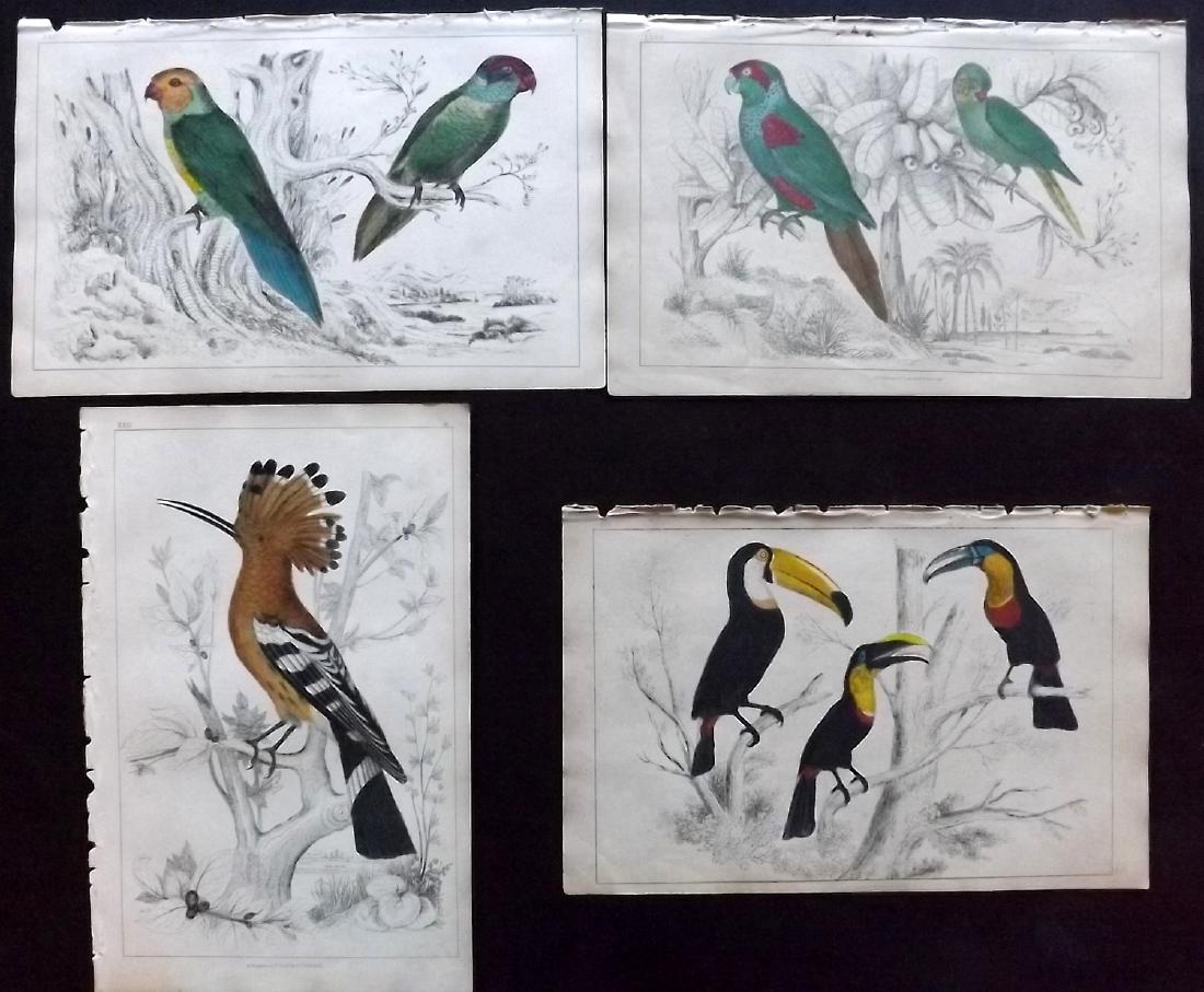 Goldsmith, Oliver 1855 Lot of 4. Toucan Parrot Hoopoe (1 of 2)