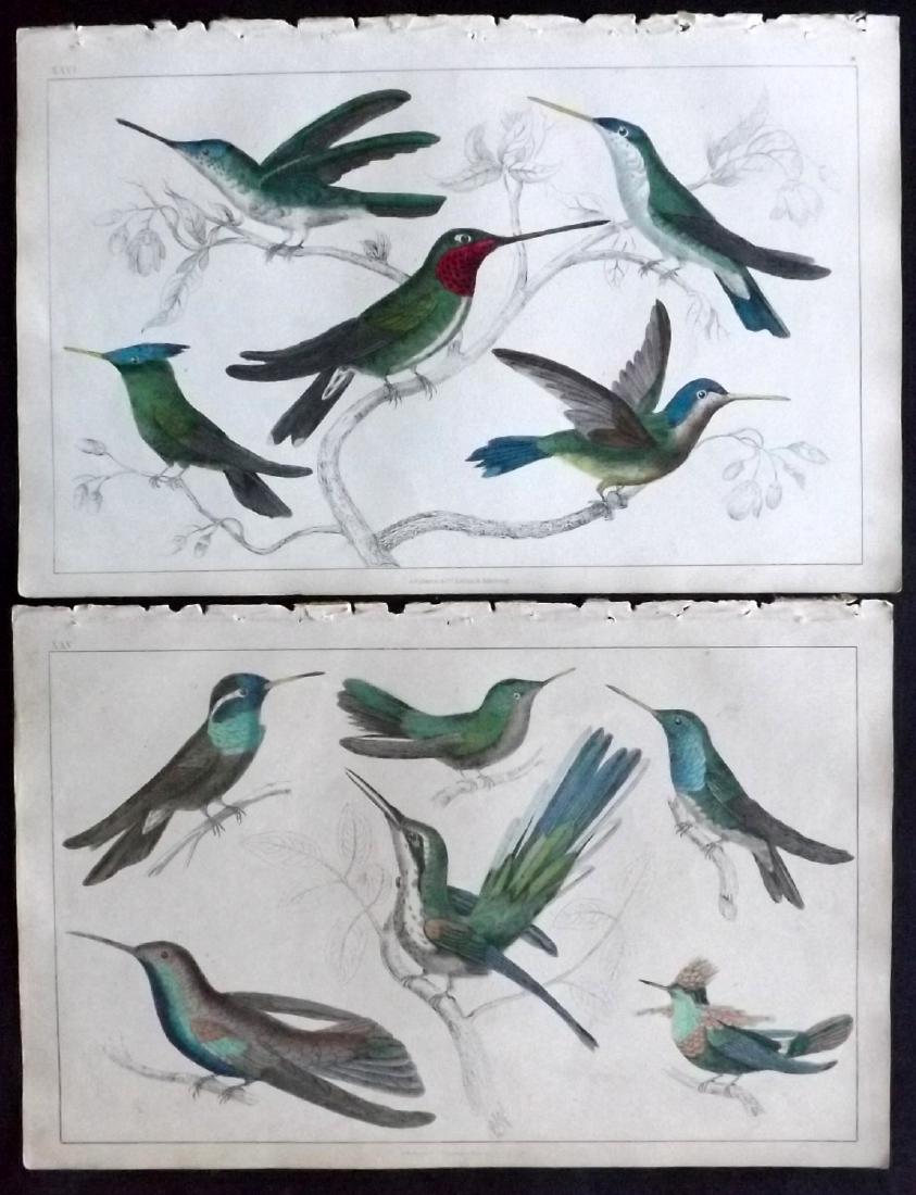 Goldsmith, Oliver 1855 Pair of Hand Col Hummingbirds (1 of 1)