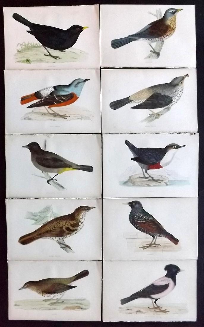 Morris, Francis 1867 Lot of 10 Hand Col Bird Prints: Woodblocks Published 1863-67, London for "A History of British Birds" by the Rev. F. O. Morris. Printed in colours and finished by Benjamin Fawcett. Paper Size: 7.5 x 5 inch (19 x 14cm) Good Condition