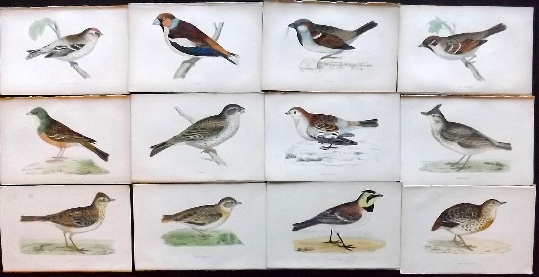 Morris, Francis 1867 Lot of 12 Hand Col Bird Prints: Woodblocks Published 1863-67, London for "A History of British Birds" by the Rev. F. O. Morris. Printed in colours and finished by Benjamin Fawcett. Paper Size: 7.5 x 5 inch (19 x 14cm) Good Condition