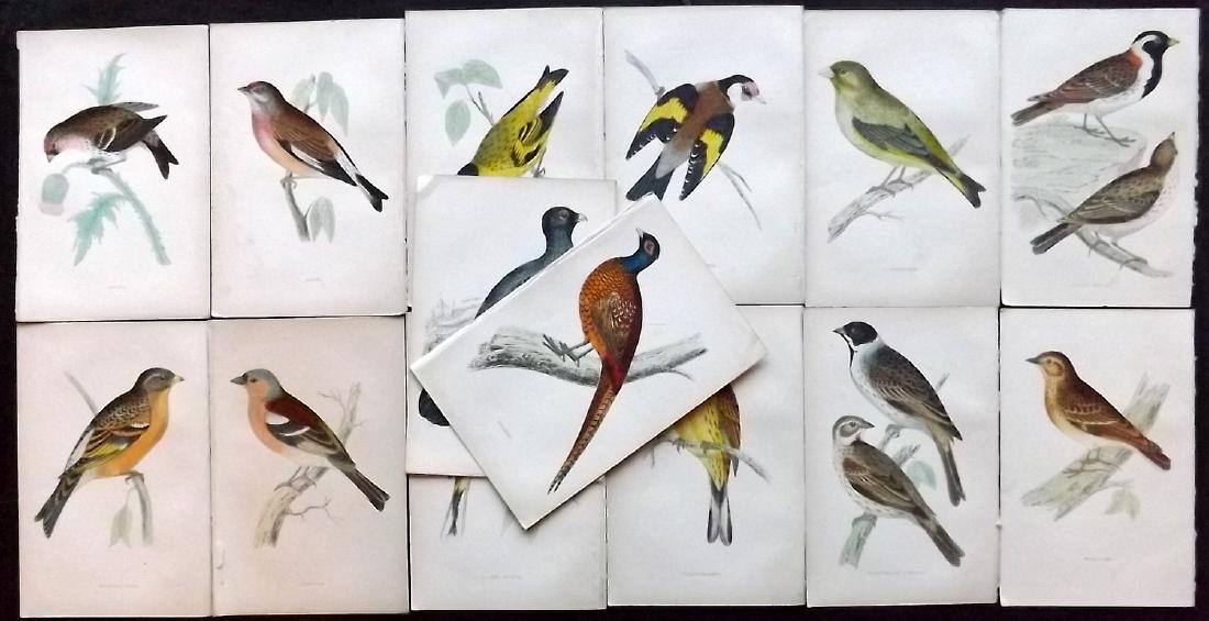 Morris, Francis 1867 Lot of 14 Hand Col Bird Prints: Woodblocks Published 1863-67, London for "A History of British Birds" by the Rev. F. O. Morris. Printed in colours and finished by Benjamin Fawcett. Paper Size: 7.5 x 5 inch (19 x 14cm) Good Condition