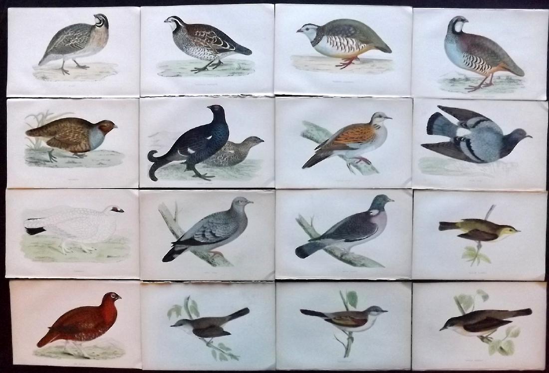 Morris, Francis 1867 Lot of 16 Hand Col Bird Prints: Woodblocks Published 1863-67, London for "A History of British Birds" by the Rev. F. O. Morris. Printed in colours and finished by Benjamin Fawcett. Paper Size: 7.5 x 5 inch (19 x 14cm) Good Condition