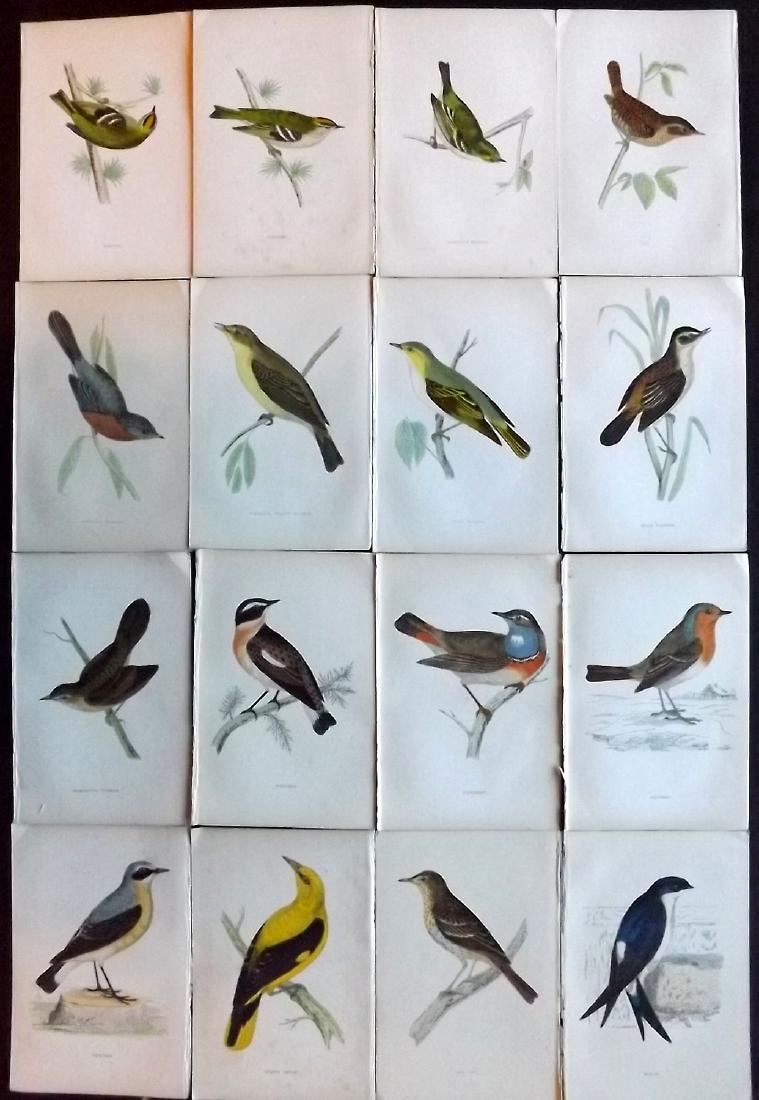Morris, Francis 1867 Lot of 16 Hand Col Bird Prints: Woodblocks Published 1863-67, London for "A History of British Birds" by the Rev. F. O. Morris. Printed in colours and finished by Benjamin Fawcett. Paper Size: 7.5 x 5 inch (19 x 14cm) Good Condition
