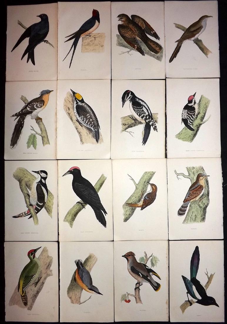 Morris, Francis 1867 Lot of 16 Hand Col Bird Prints: Woodblocks Published 1863-67, London for "A History of British Birds" by the Rev. F. O. Morris. Printed in colours and finished by Benjamin Fawcett. Paper Size: 7.5 x 5 inch (19 x 14cm) Good Condition