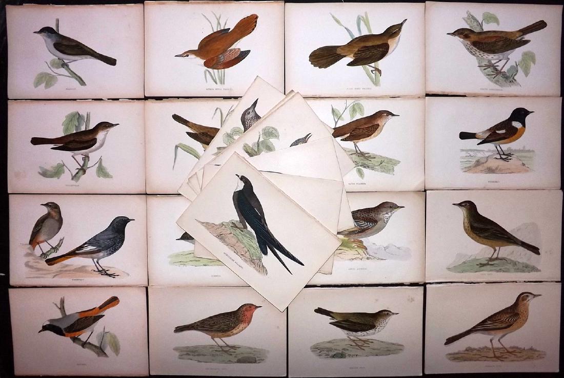 Morris, Francis 1867 Lot of 22 Hand Col Bird Prints: Woodblocks Published 1863-67, London for "A History of British Birds" by the Rev. F. O. Morris. Printed in colours and finished by Benjamin Fawcett. Paper Size: 7.5 x 5 inch (19 x 14cm) Good Condition