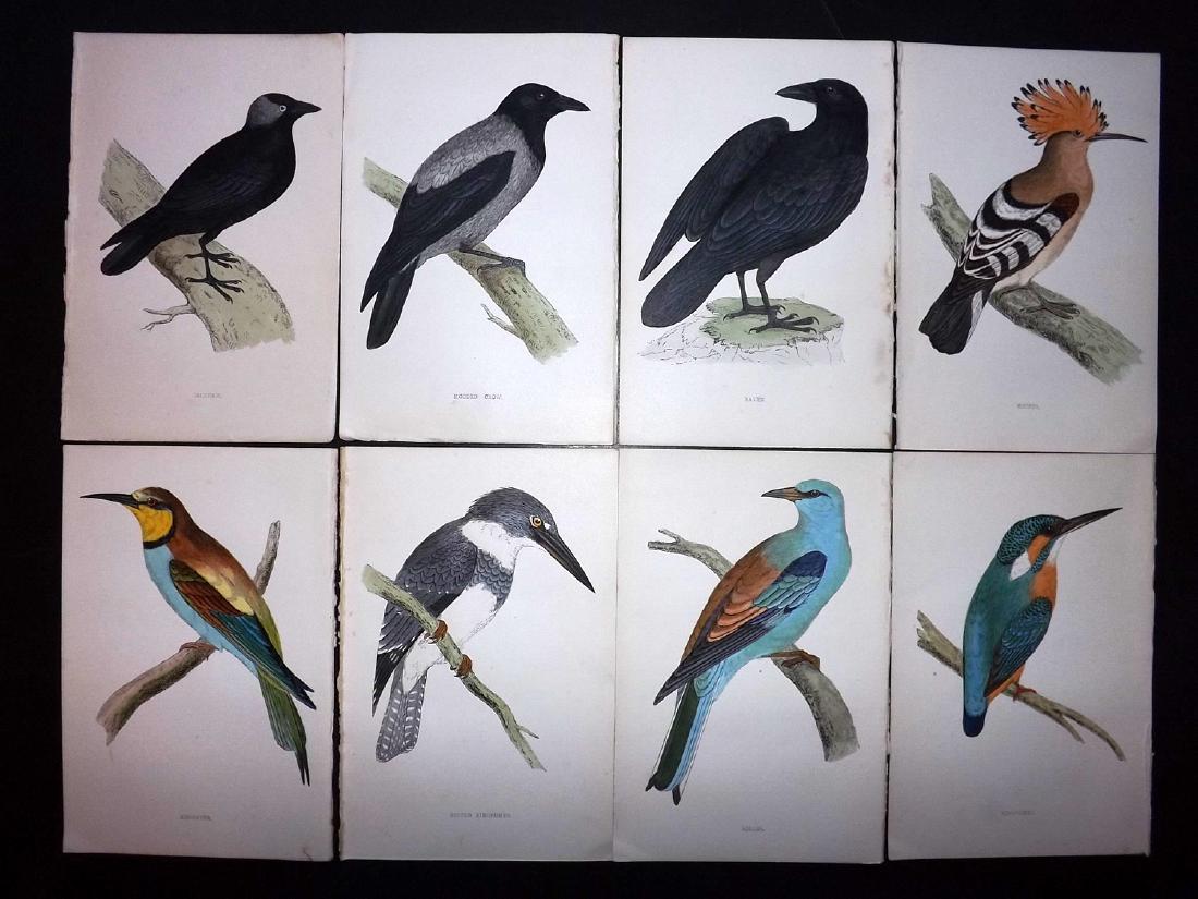 Morris, Francis 1867 Lot of 8 Hand Col Bird Prints: Woodblocks Published 1863-67, London for "A History of British Birds" by the Rev. F. O. Morris. Printed in colours and finished by Benjamin Fawcett. Paper Size: 7.5 x 5 inch (19 x 14cm) Good Condition