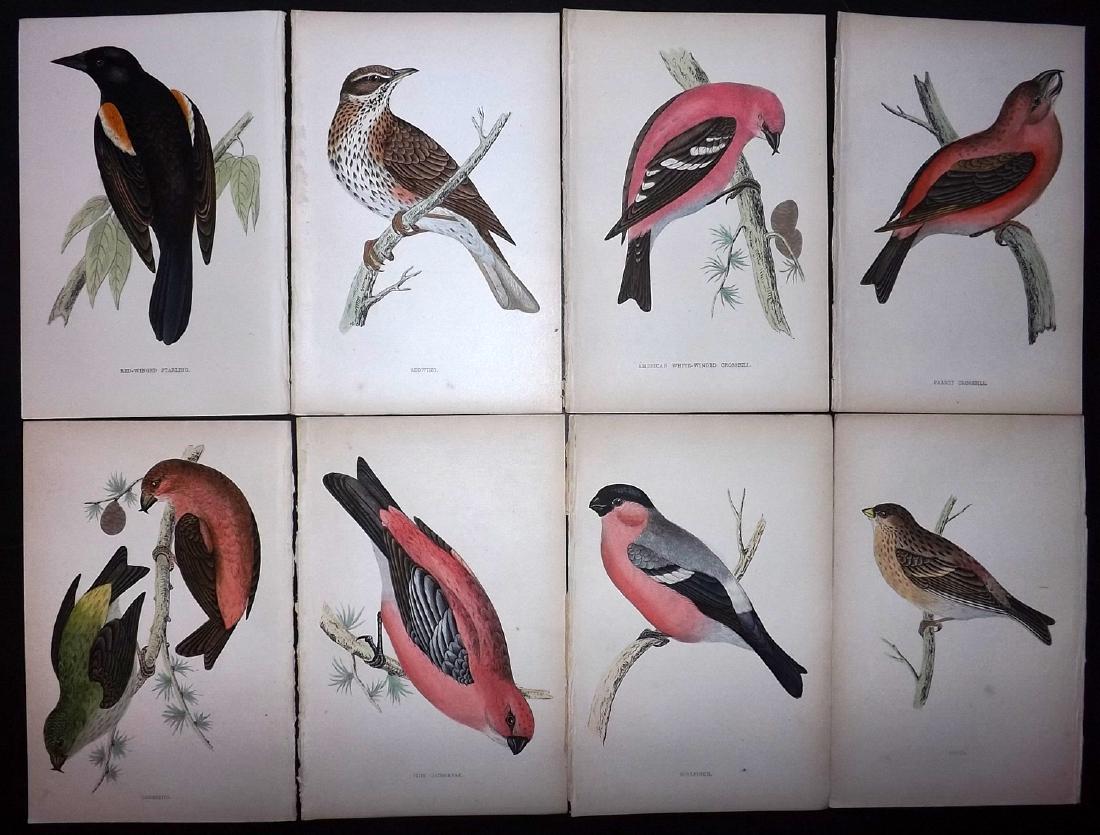 Morris, Francis 1867 Lot of 8 Hand Col Bird Prints: Woodblocks Published 1863-67, London for "A History of British Birds" by the Rev. F. O. Morris. Printed in colours and finished by Benjamin Fawcett. Paper Size: 7.5 x 5 inch (19 x 14cm) Good Condition