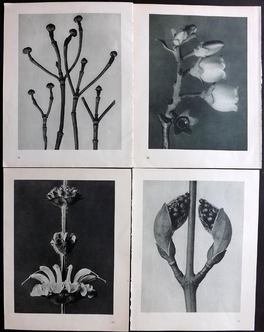 Blossfeldt, Karl 1936 Lot of 4 Botanical Prints (1 of 2)