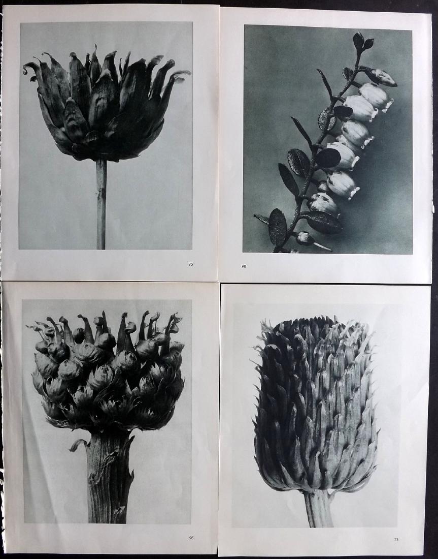 Blossfeldt, Karl 1936 Lot of 4 Botanical Prints (1 of 2)