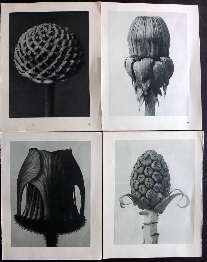 Blossfeldt, Karl 1936 Lot of 4 Botanical Prints (1 of 2)